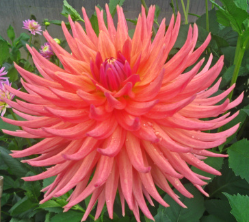 Dahlia ' BARTON MEMORY '  (S.S.C.)    Marsden  UK  2004   Cruickshanks, Ridgeview Nursery 2010  (David Brown)